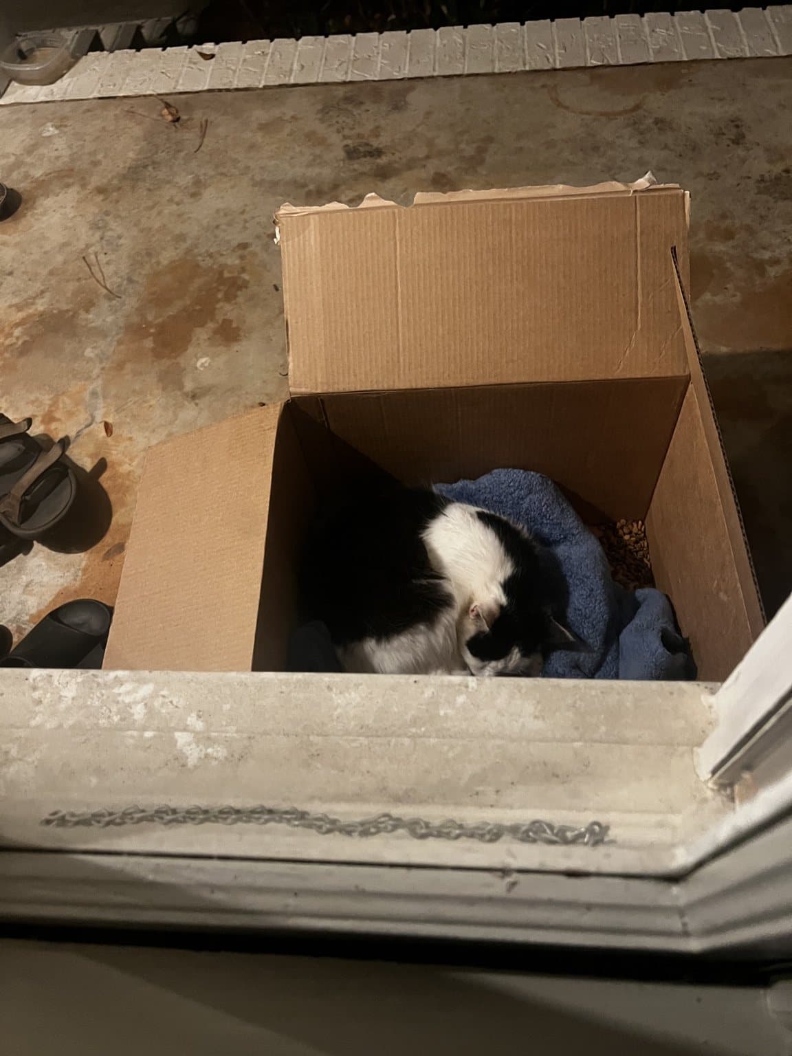 Cruella curled up in a simple box shelter