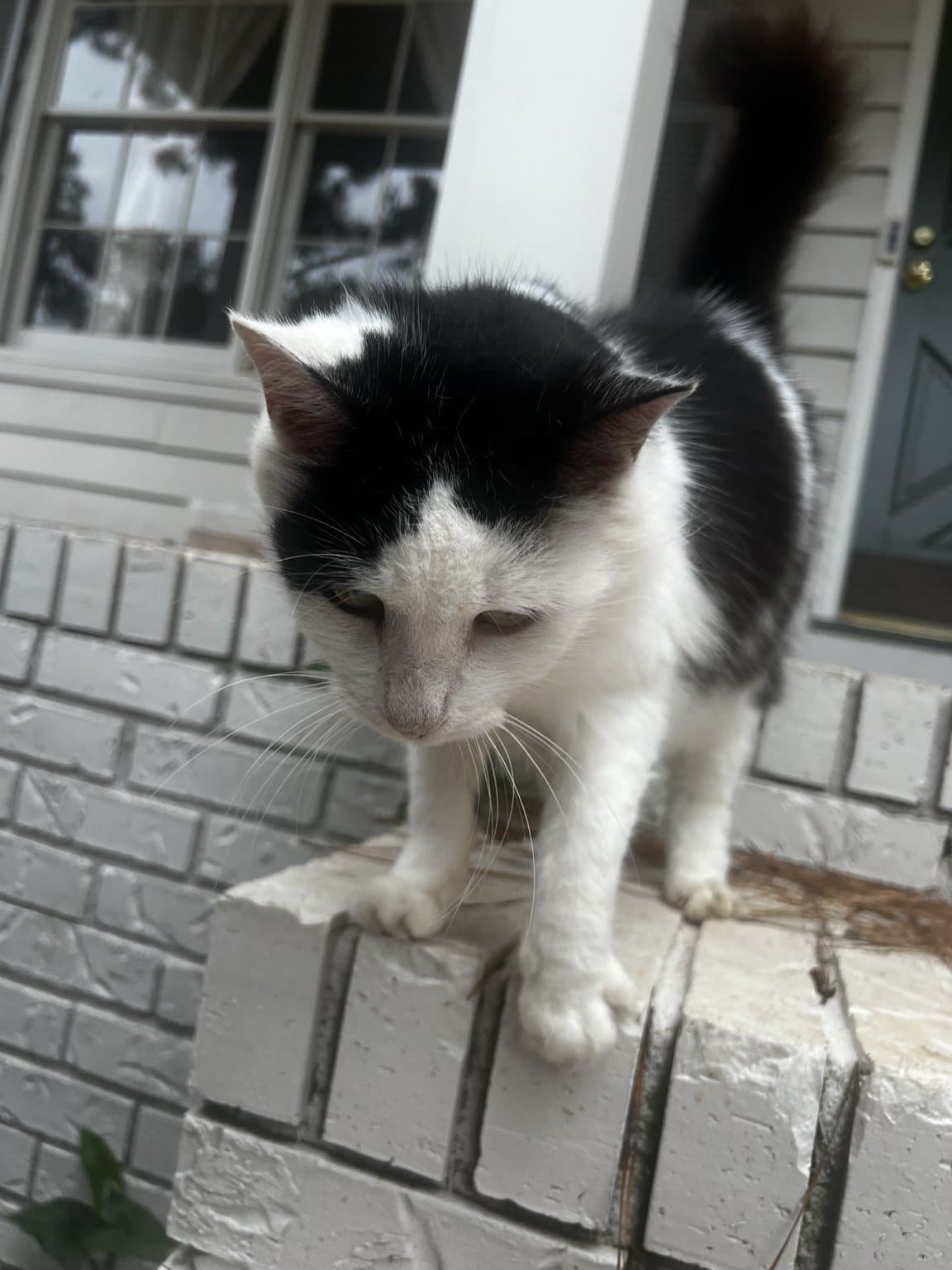 Cruella standing on a low wall near the home