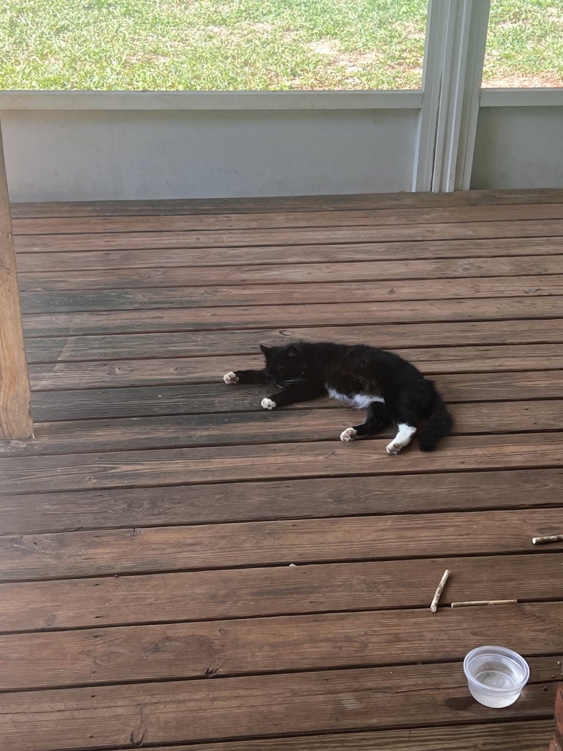 Petunia resting on the wooden floor of the enclosed patio