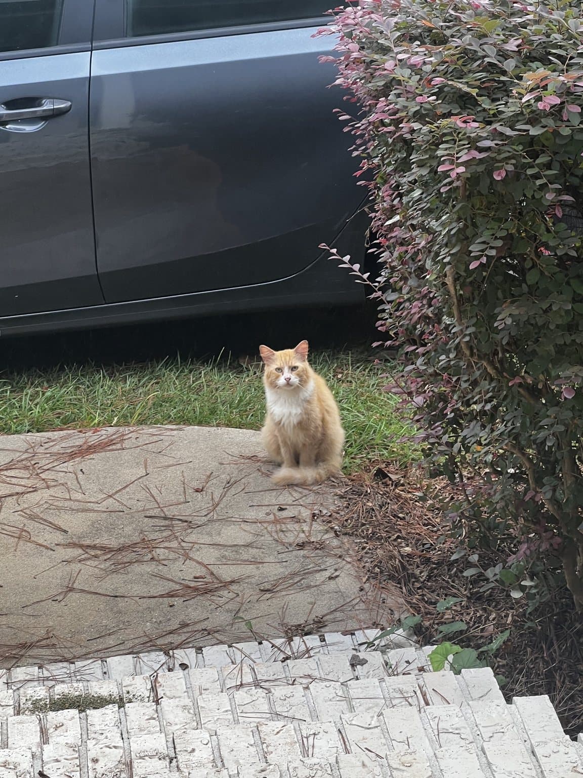 Stalker sitting near the landscaping while keeping his distance