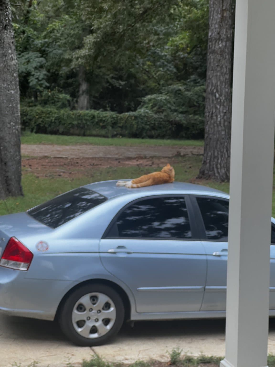 Timmy lounging on top of a car