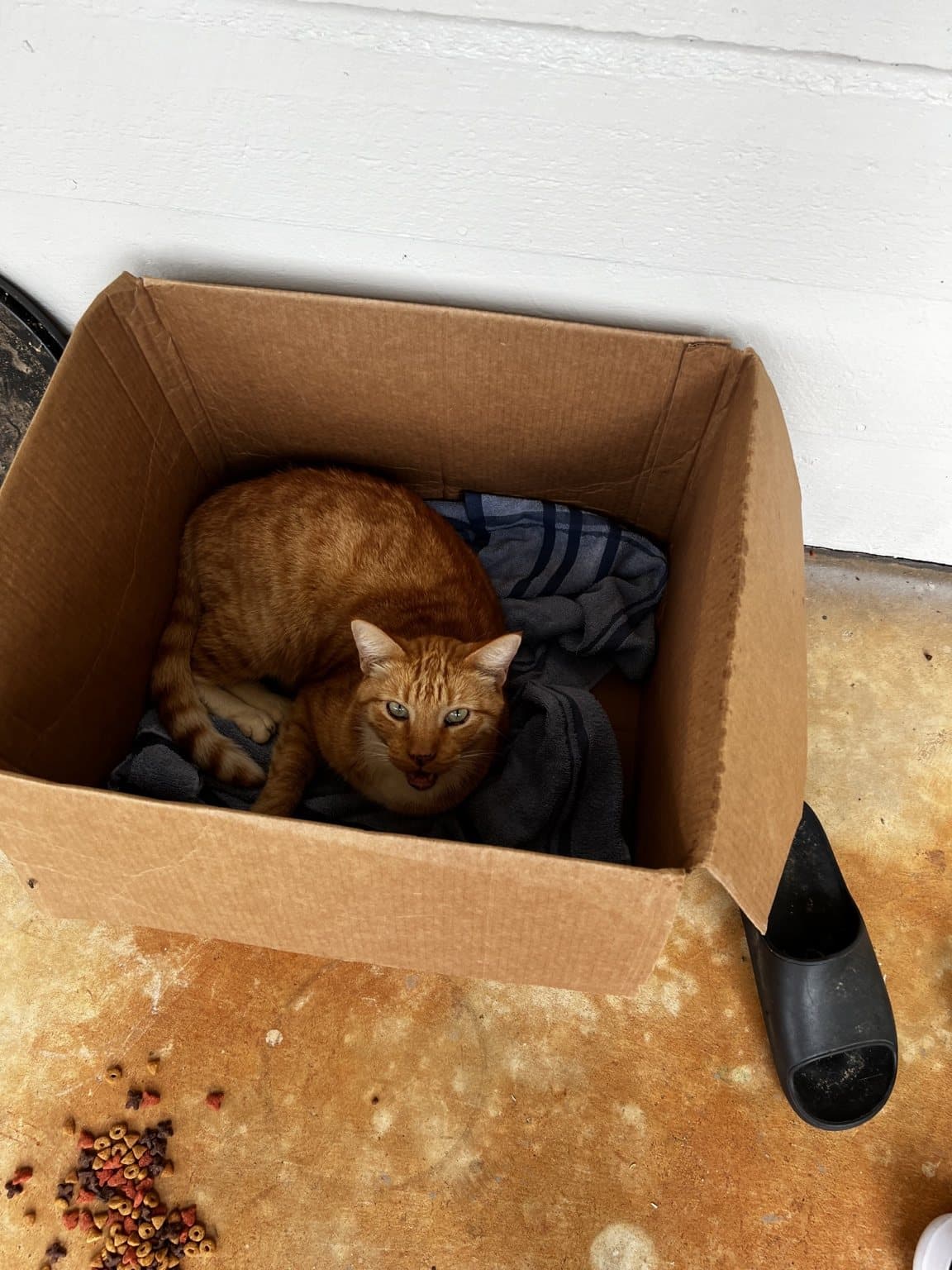 Timmy curled up in a simple box shelter