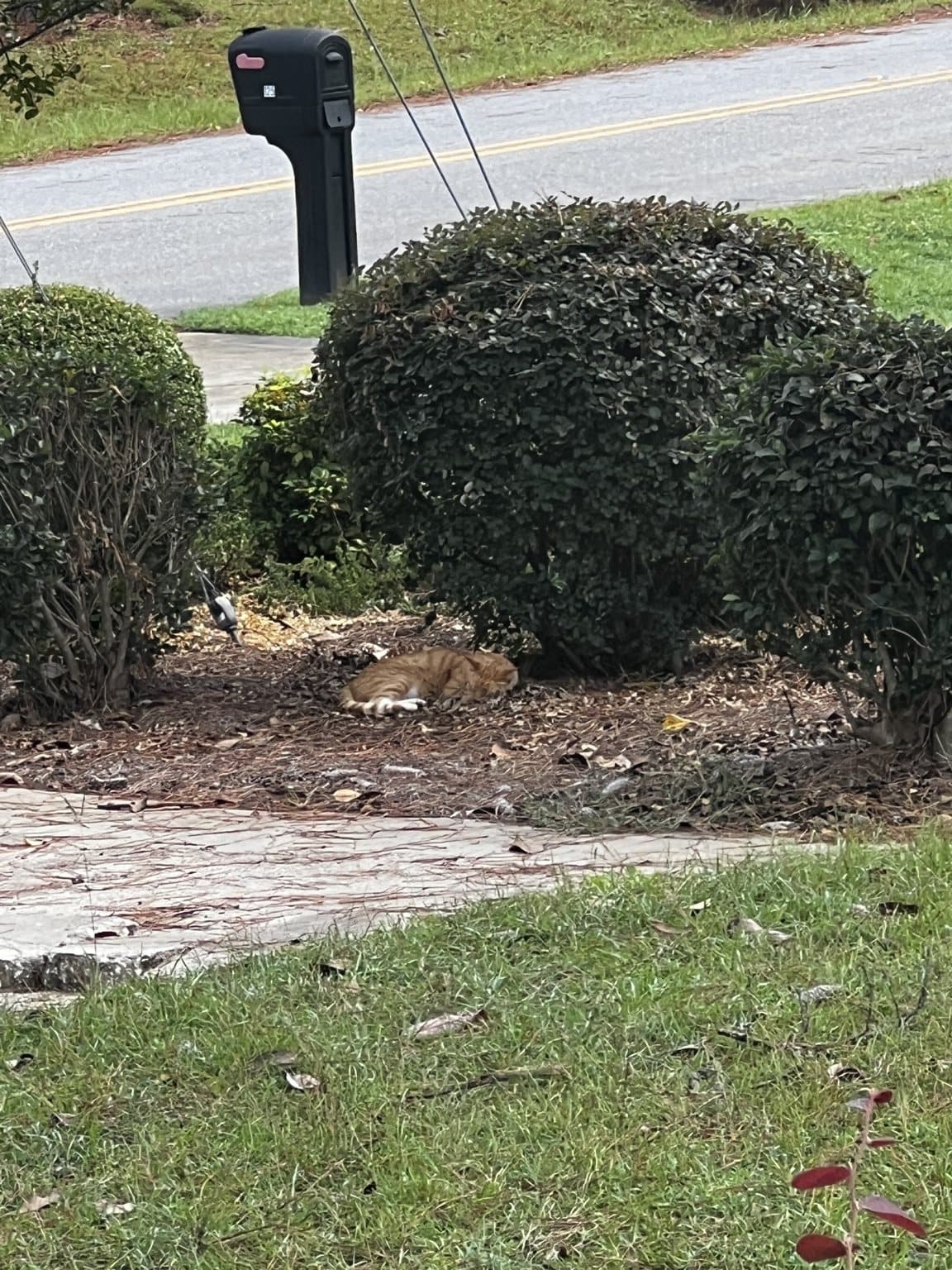 Timmy resting in the landscaping near the home