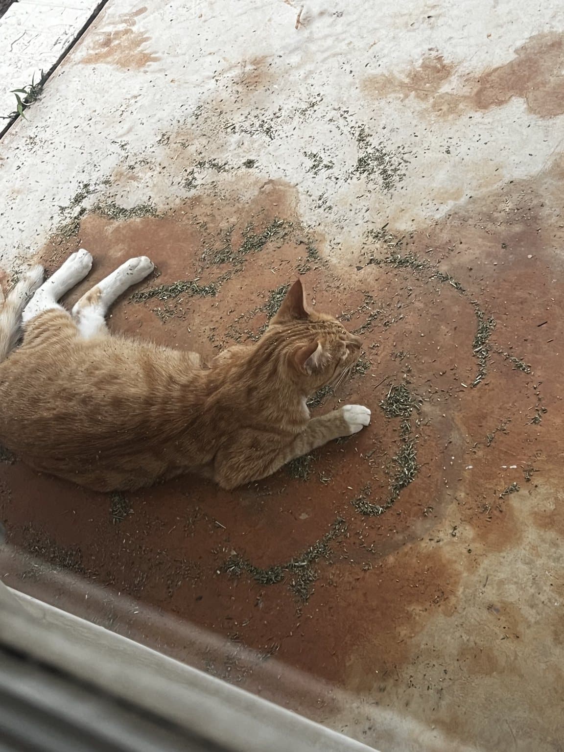 Timmy resting on the porch