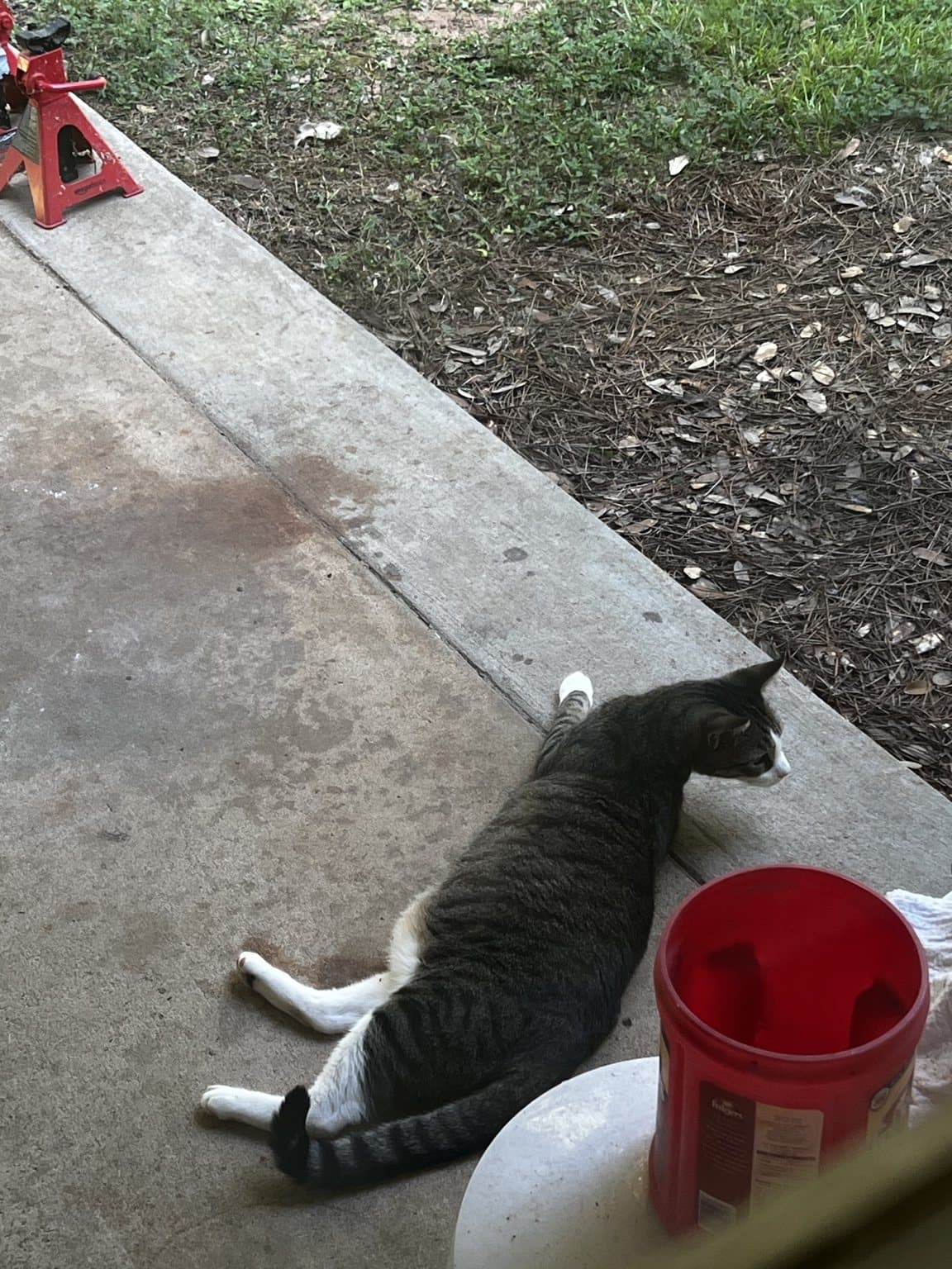 The unnamed tabby-and-white cat resting near the home